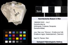 Foto (Objekt + Etiketten) von Goniodromites sp. 